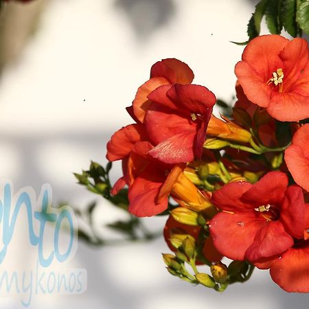 Il Vento Mykonos Daire Glastros  Dış mekan fotoğraf