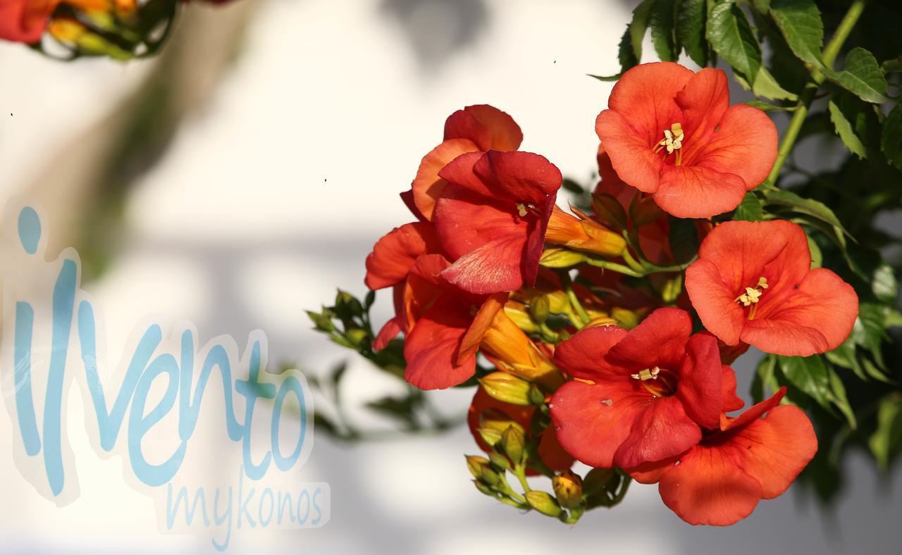 Il Vento Mykonos Daire Glastros  Dış mekan fotoğraf